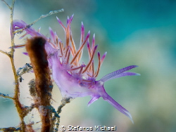 Aeolid Nudibranch - Flabellina affinis by Stefanos Michael 